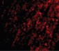 APG12 / ATG12 Antibody (Internal)